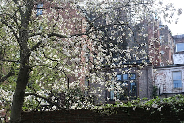 tree_blossoms