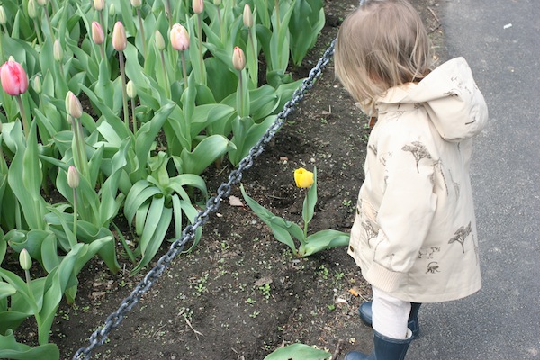 one_yellow_tulip