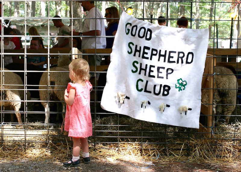 good_shepard_sheep_club